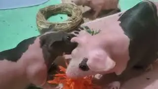 Guinea pig toy #skinnypig #cavy #guineapig #rodent #guineapigslove #cavylover #animal #cute #pig