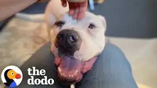 Sad Dog Saved Just In Time Turns Into The Mushiest, Cuddliest Lovebug | The Dodo