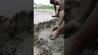 Amazing Traditional Hand Fishing Video #fishing #fish #village