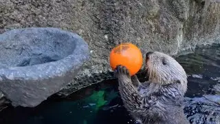 Watch Sea Otters Play Water Basketball