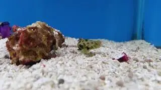 Spotted mandarin (Synchiropus picturatus)