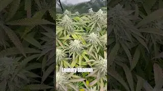4x4 Grow tent is Full