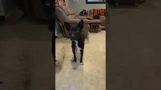 Ванда рассказывает нам о нашей дикой собаке Нессе, и Оззи тоже хочет полакомиться угощениями!