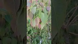 #bodhi #tree #leaf