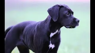 Labrador + Boxer = Boxador