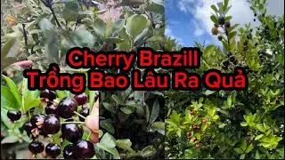 Giống Cherry Brazill Dễ Trồng Cây Choai Đang Hoa, Chery Trồng Bao Lâu Thì Ra Quả