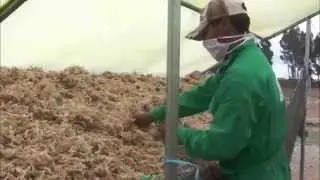 Sierra Exportadora - Exportaci&oacute;n de El Musgo 09 marzo