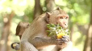 Monkey Chuckles Galore!