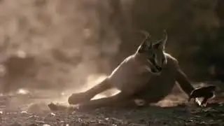 BIG FLOPPA EPIC COMPILATION...