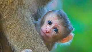 How cute face Newborn Rina & what happen around her noses | Rina is in third day