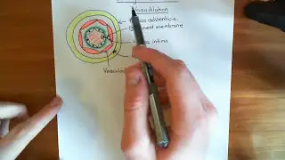 Bradykinin Induced Vasodilation Part 1
