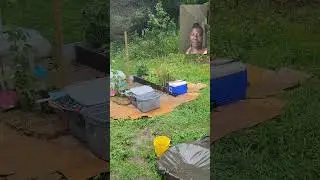 CHICKEN POOP FERTILIZER