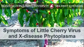Symptoms of Little Cherry Virus and X-disease Phytoplasma