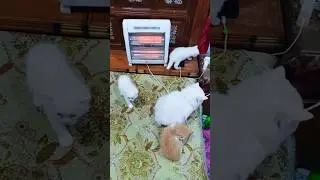 for sale 03026024903 #cuteanimal #cutecat #billi #cat #catcute #kitten #cute #manojdey #manojdeycute