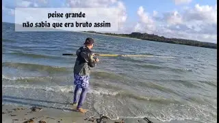 Peixe grande e bruto na pesca de praia
