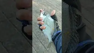 Rare catch using soft bait (Ajing gaming)#fishing #ajinggame #fishon