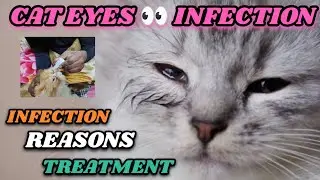 Cat Eye Infection Treatment at home | Cat Eye infection Medicine | Cat eyes infection | Cat eye drop