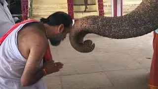 Shukla Yajurveda ghanapatha in Chidambaram TN 🇮🇳