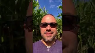 HUGE CORN MAZE in Connecticut!