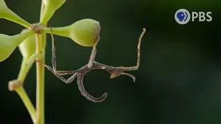 Hide! 4 Tiny Animals That Camouflage In Style