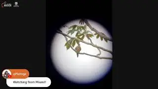 Colombia Birdfair Live Show from Cali, Colombia