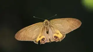 Together We Fly 