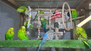 Parrot Chicks in Real Footage