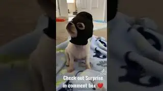 Dog's 🐕 love ❤️ cute puppy 😍 Dog lovers whatsapp status video | Tiktok videos | Thedogs Planet