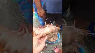 Tiger Prawns 1100 Rs Kg AT Mumbai Fish Market #shorts #indiafood #prawns