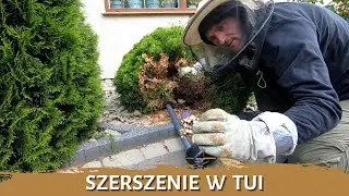 Szerszenie w tui - usuwanie gniazda - likwidacja gniazda - gniazdo szerszeni - szerszenie