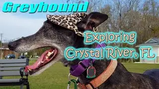 Greyhound walkabout - Crystal River, Florida | Lifestyle of an adopted retired racer