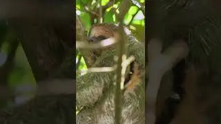 Sloths are disgusting! Or are they? #jungle #forest #sloth #insects #fungi #algae #rainforest