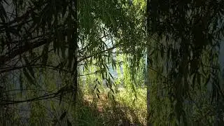 Послеполуденный отдых.🫧🍃 #tabiat #प्रकृति #nature #relaxing #отдых #природа #music #чирчик #шортс