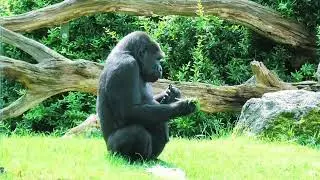 Gorilla Animaux Prot&egrave;ge en Zoo | Kiyomasa 1 #zoo #conservation #gorilla #biodiversit&eacute; #animals