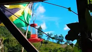 Doctor Bird  🇯🇲 Jamaican National Symbol