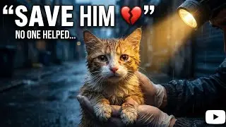 Heartwarming Cat Rescue | Saving a Life That Needed Help 🐱❤️