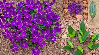 melastoma plant propagation  malayalam #viralvideo #kerala #gardening #sitout