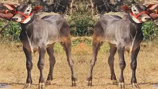 Future Race Bull Calf Running 🔥 ஜல்லிக்கட்டு வீர காளை