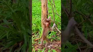 Active baby monkey Jennifer