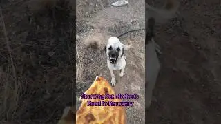Starving Pet Mom's Miraculous Recovery Journey: Saving a Starving Mother and Her Miniature Pets#dog