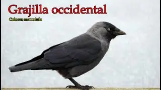 La grajilla occidental . Datos y caracter&iacute;sticas.