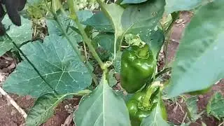 Piment&atilde;o 