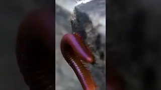 Millipede Movement