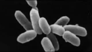 Biological phenomena | Wikipedia audio article