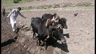 Old Method Bull Powered Field Ploughing | Old Farming Method | Amazing Primitive Method MUST WATCH.