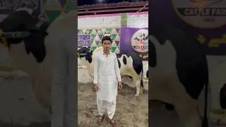 Qurbani collection 2025 bhai cattle farm #cattle #cow #mandiupdate #qurbanicollection2025 #cowlover