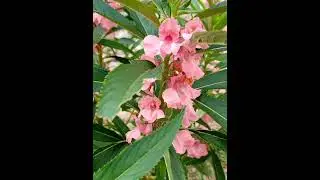 Pink Balsam (Impatiens Balsamina)