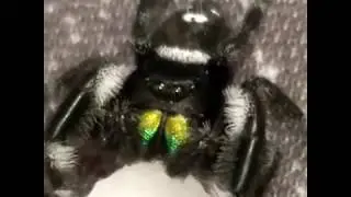 Old Man Tony Jumping Spider Hand 