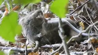 Least weasel hunting a bank vole