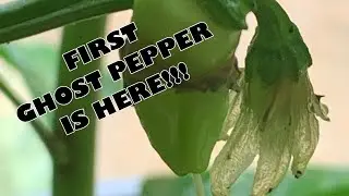 The First Ghost Pepper Is Here.